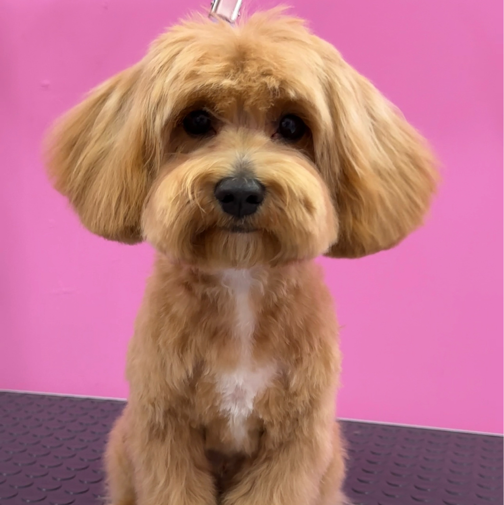 Комплекс СО СТРИЖКОЙ для мальтипу до 35см в холке ПОД МАШИНКУ