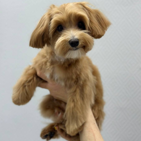 Комплекс СО СТРИЖКОЙ для мальтипу до 35 см в холке ПОД НОЖНИЦЫ