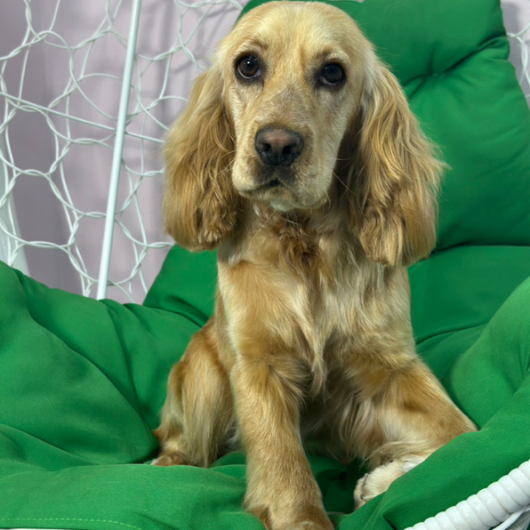 Комплекс для Английского кокер спаниеля