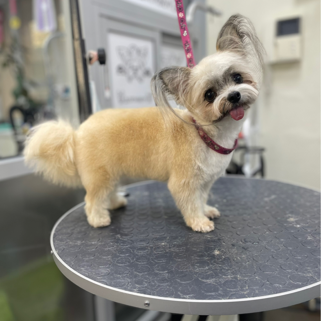 Собаки до 10 кг