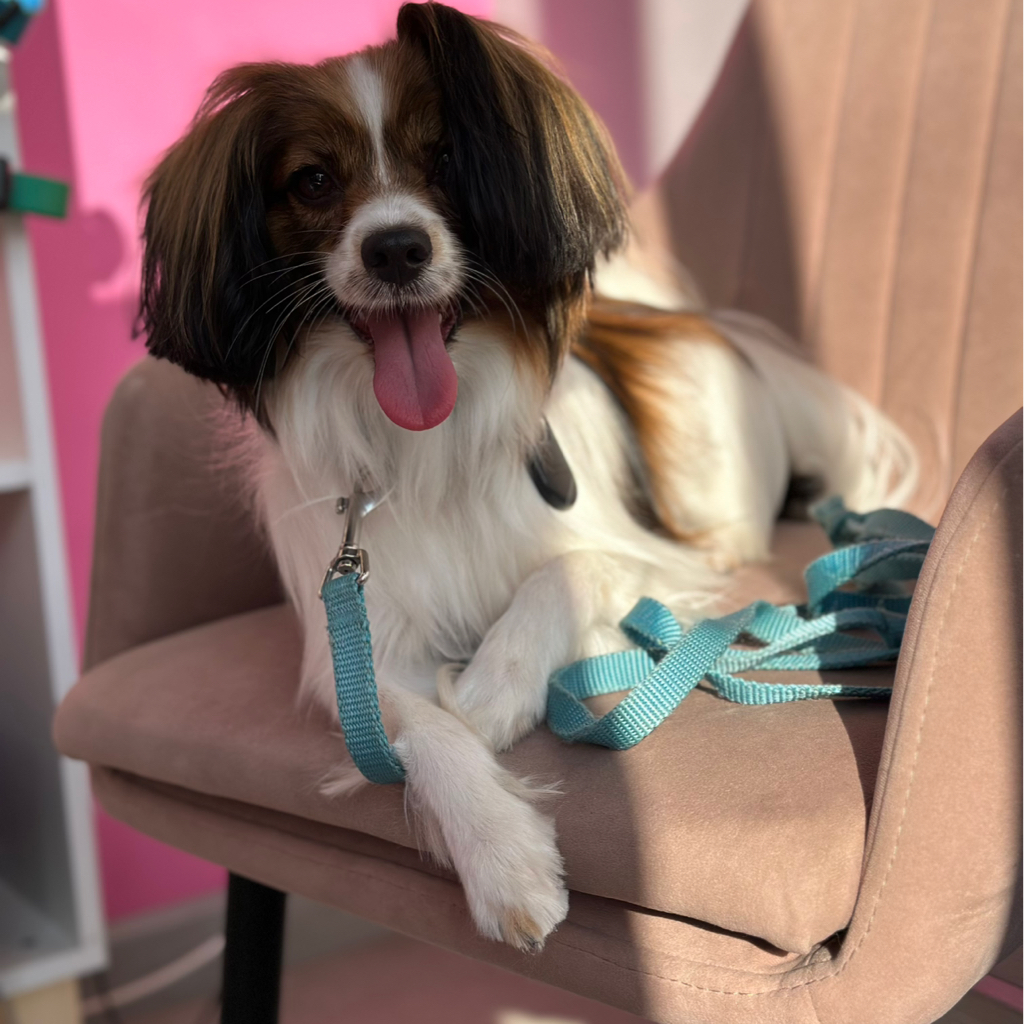 Комплекс СО СТРИЖКОЙ ПОД НОЖНИЦЫ для Папильона