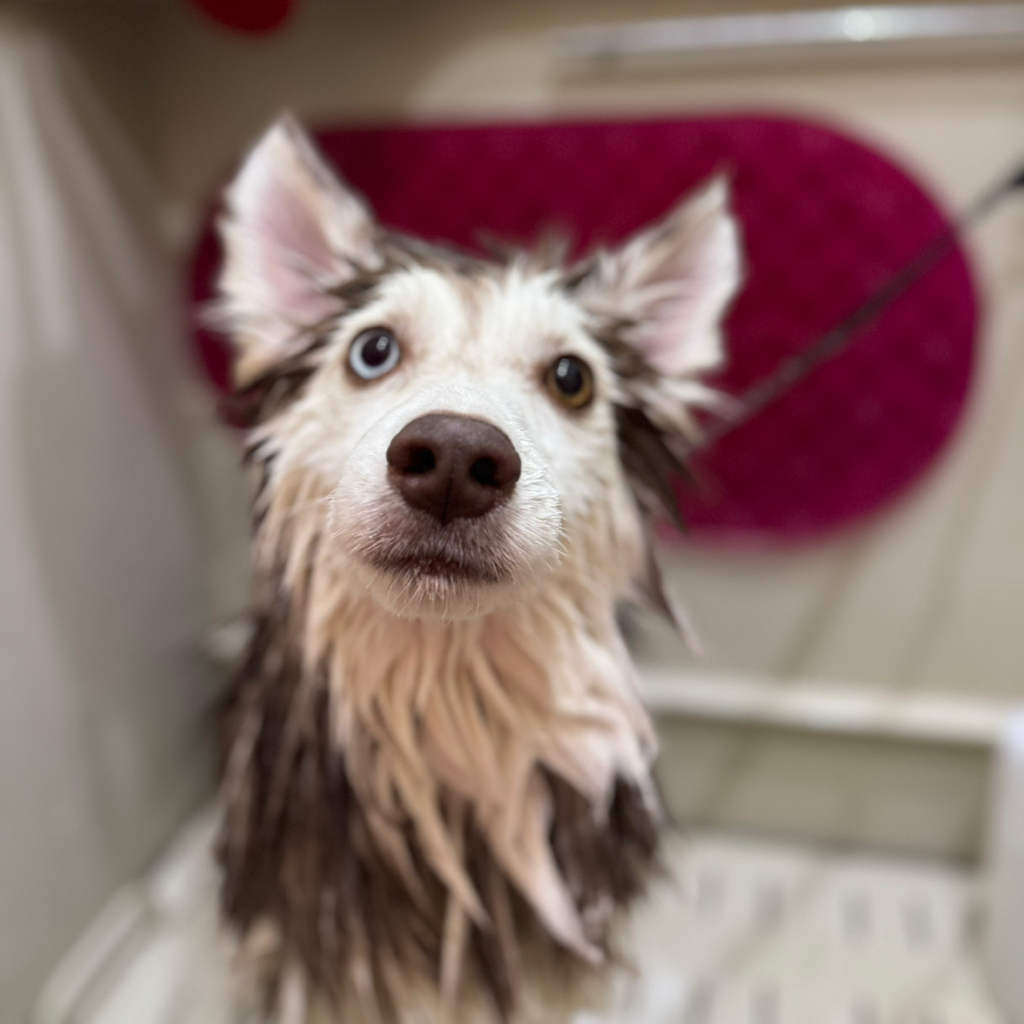 Помски вычес более 8кг