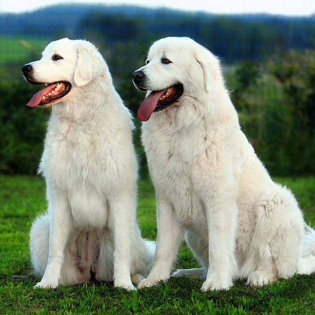 Польская подгалянская овчарка Комплекс "Стандарт" со стрижкой (грудь, живот, штаны, хвост)  до 70 см в холке (более 70 см + 800р)