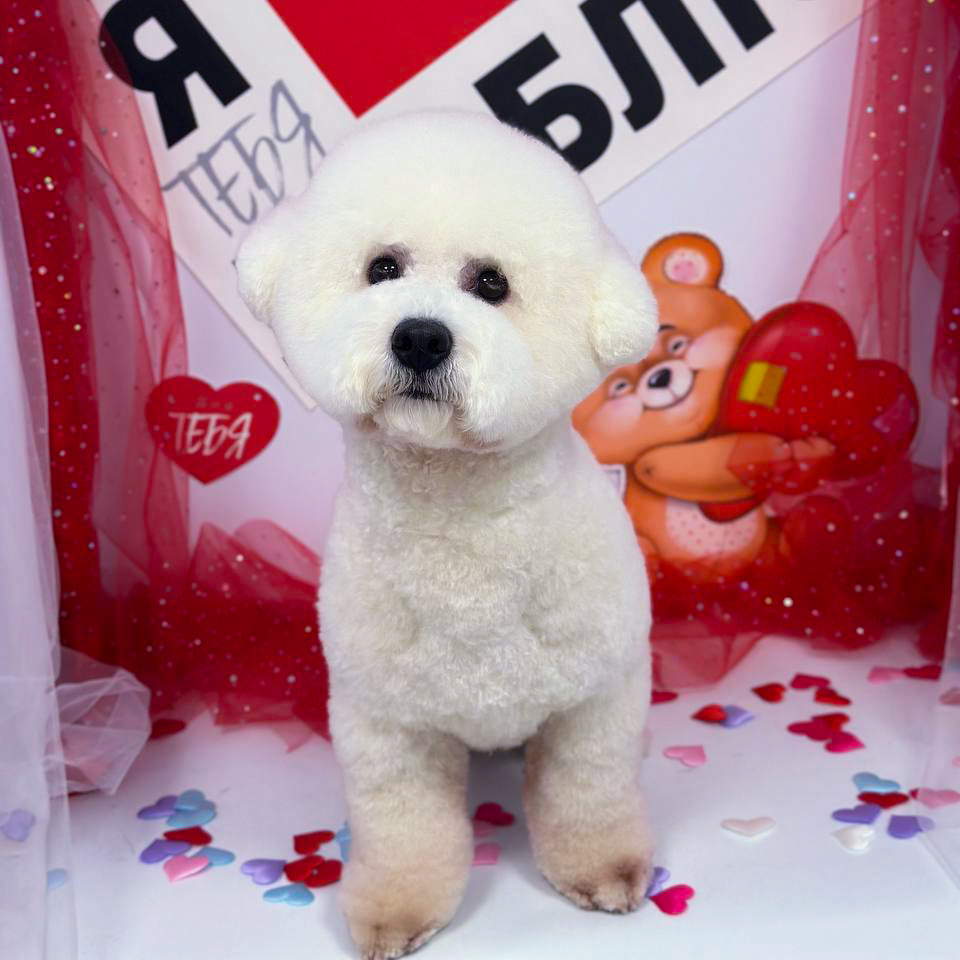 Бишон *Стрижка и мытьё*