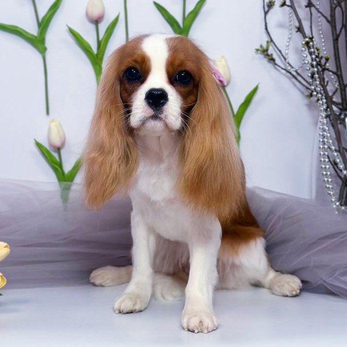 Груминг для Кавалер Кинг Чарльз Спаниеля