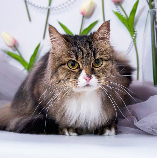 Кошка *Вычёсывание и мытьё*