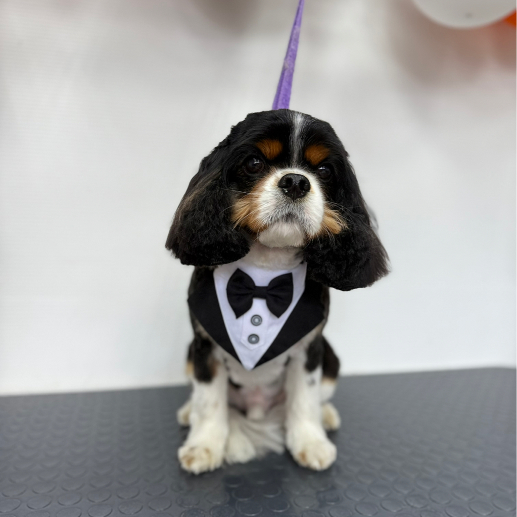 Комплексный уход для кинг чарльз спаниель