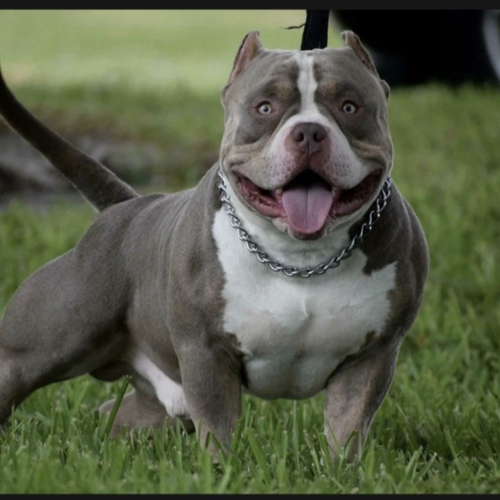 Американский булли ( эксп.линька)