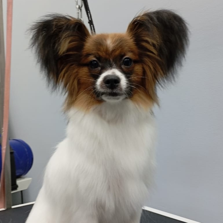 Косметика  Папийон