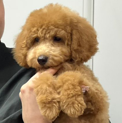 Пудель (той, малый, карликовый) Комплекс + породная стрижка