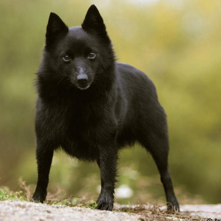 Шипперке Комплекс "Премиум-спа" до 33 см в холке (более 33 см + 300р)