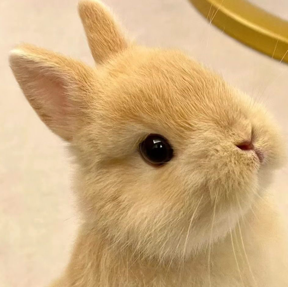 Комплекс для Кролика БЕЗ КУПАНИЯ