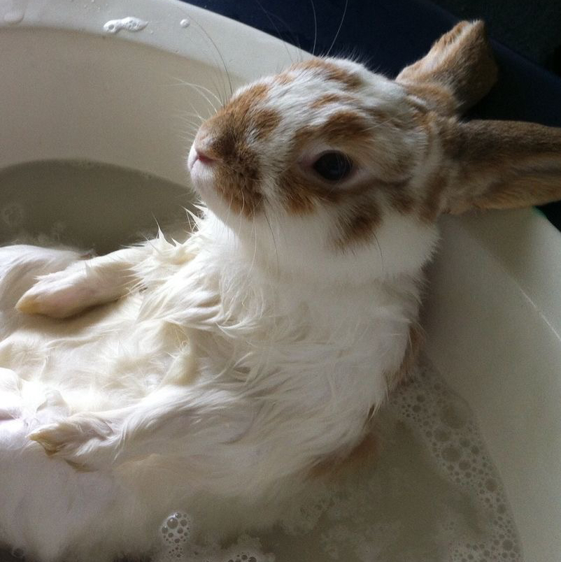 Полный комплекс для Кроликов С КУПАНИЕМ