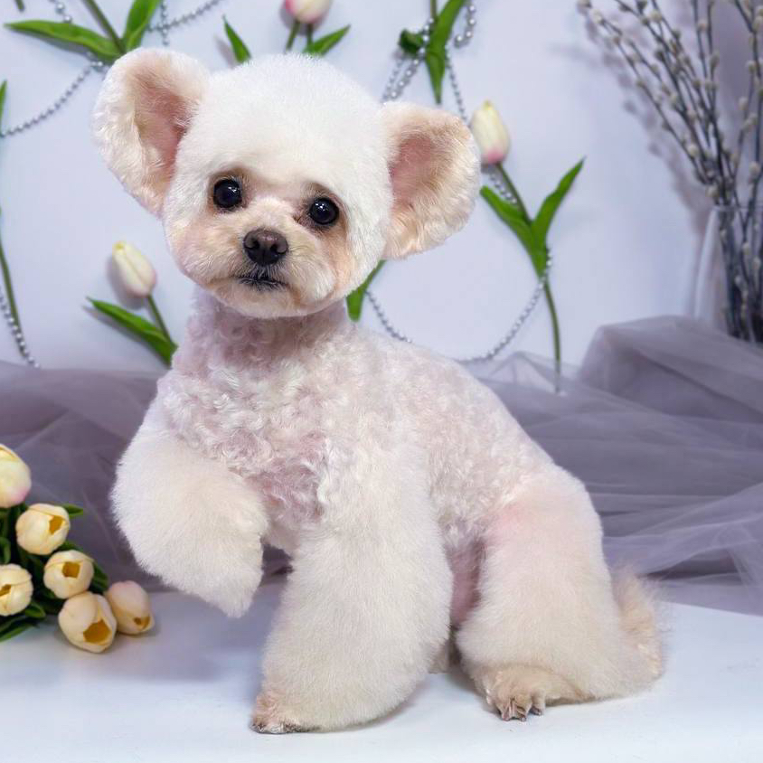 Метис *Стрижка и мытьё*