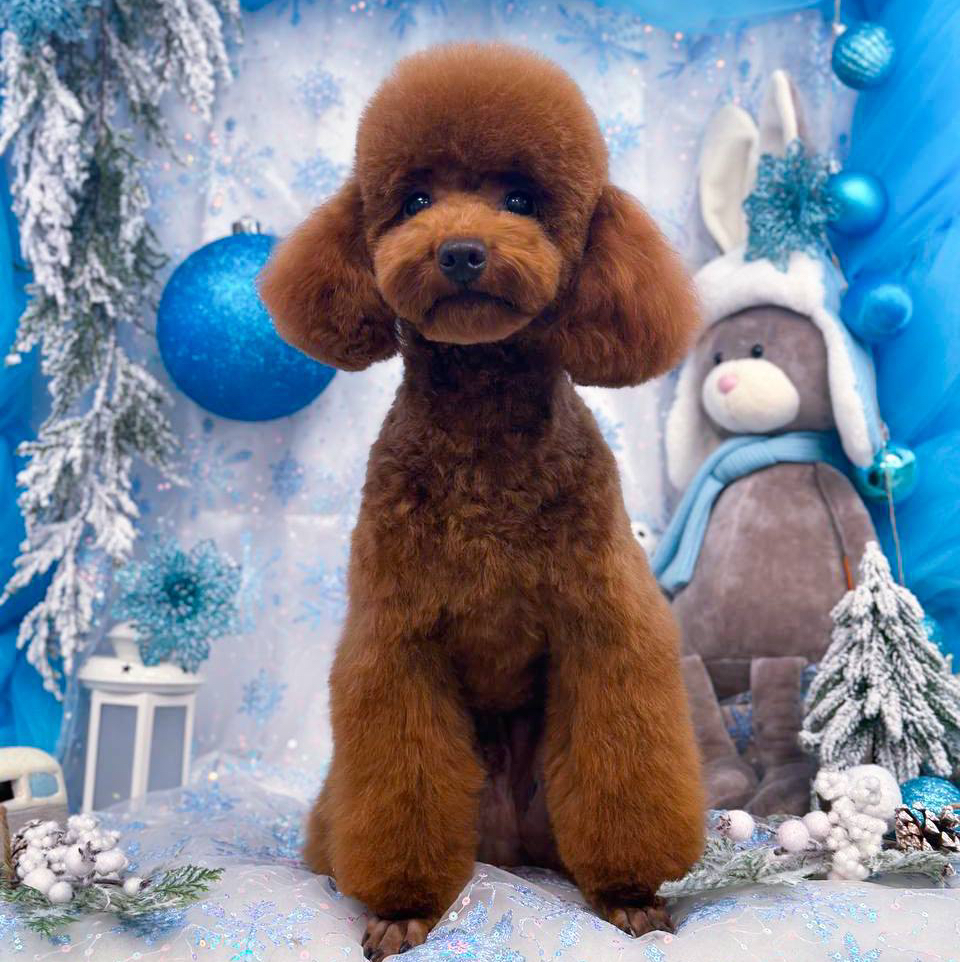 Пудель средний 35-45 см  *Стрижка и мытьё*