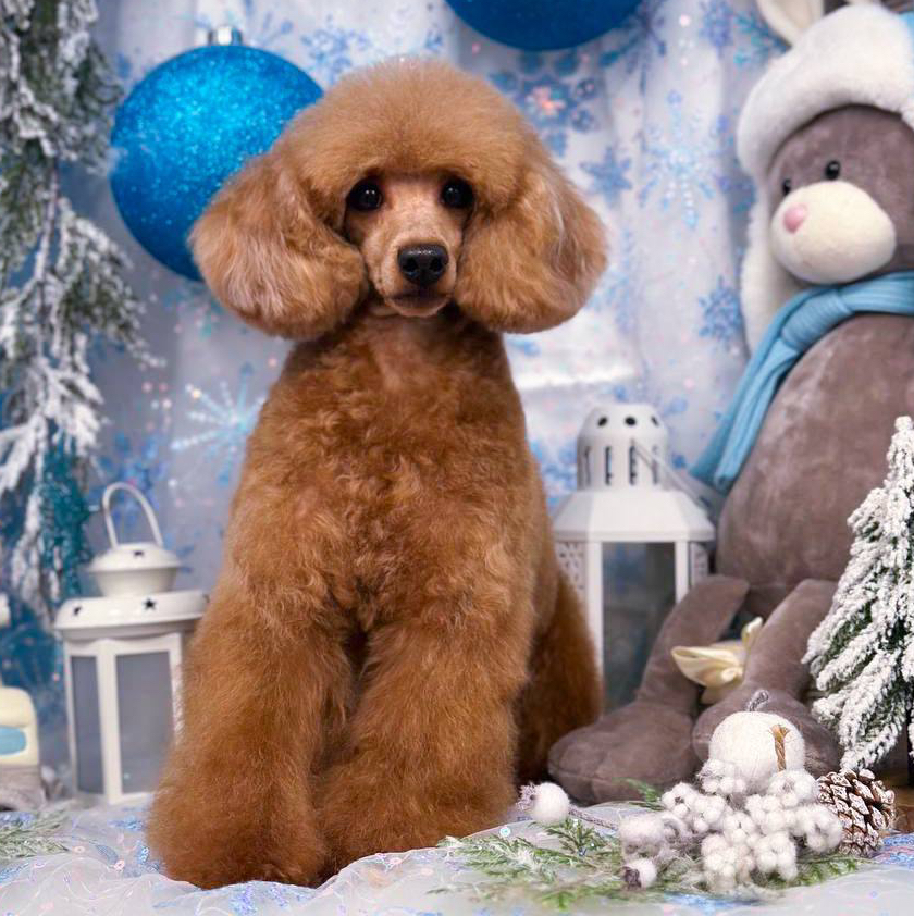 Пудель карликовый 28-35 см  *Стрижка и мытьё*