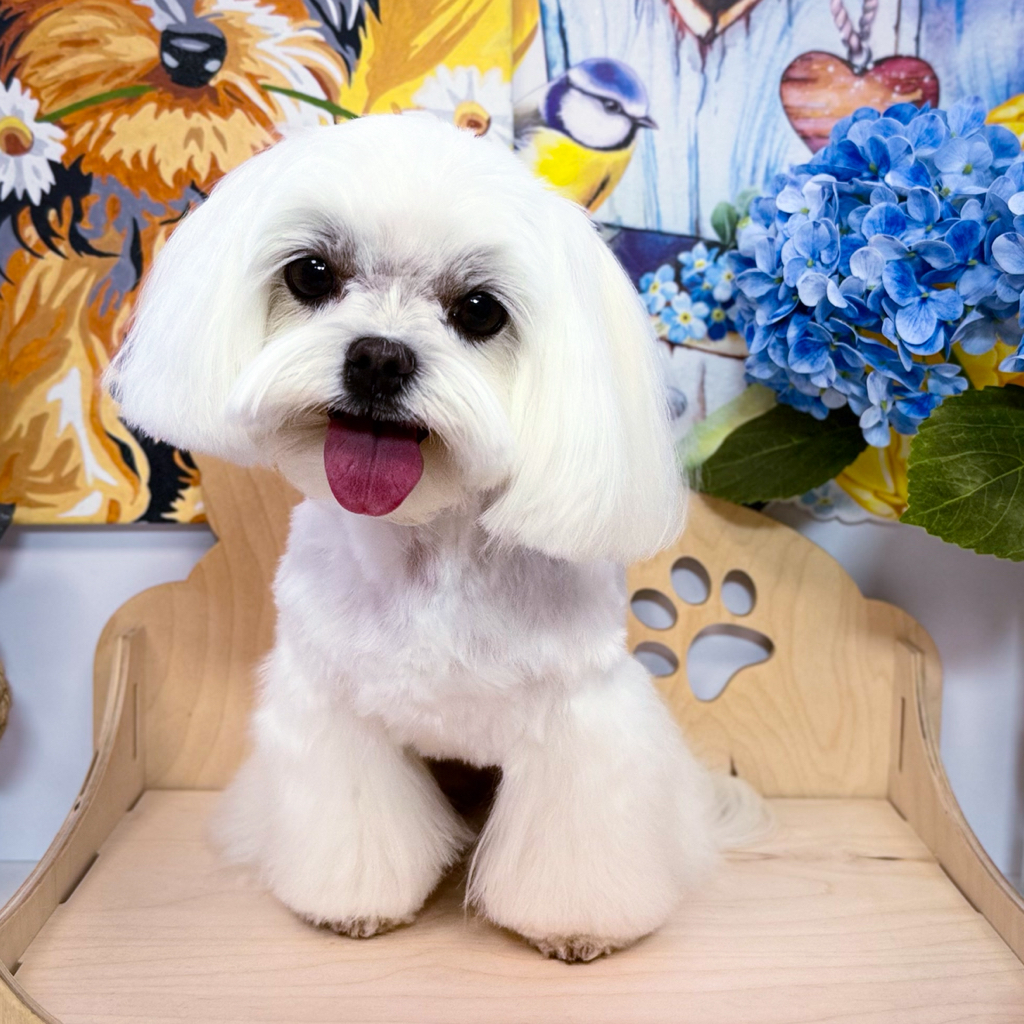 Мальтийская болонка *Стрижка и мытьё*