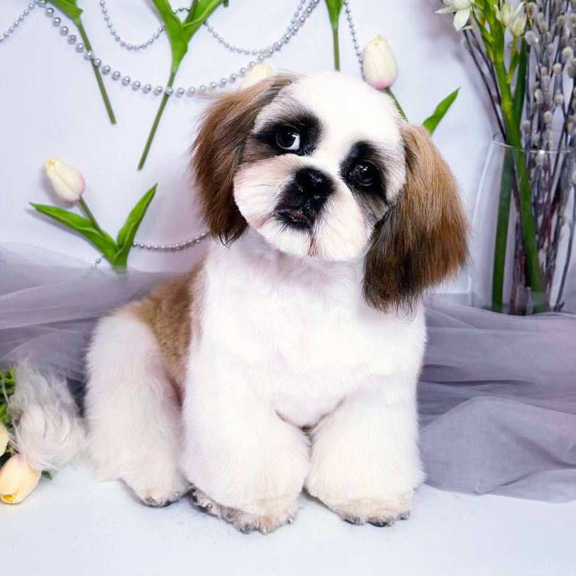 Ши-тцу *Стрижка и мытьё*