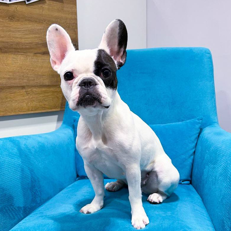 Супер линька для короткошерстных (чихуахуа, мопс, французский бульдог и т.д.)