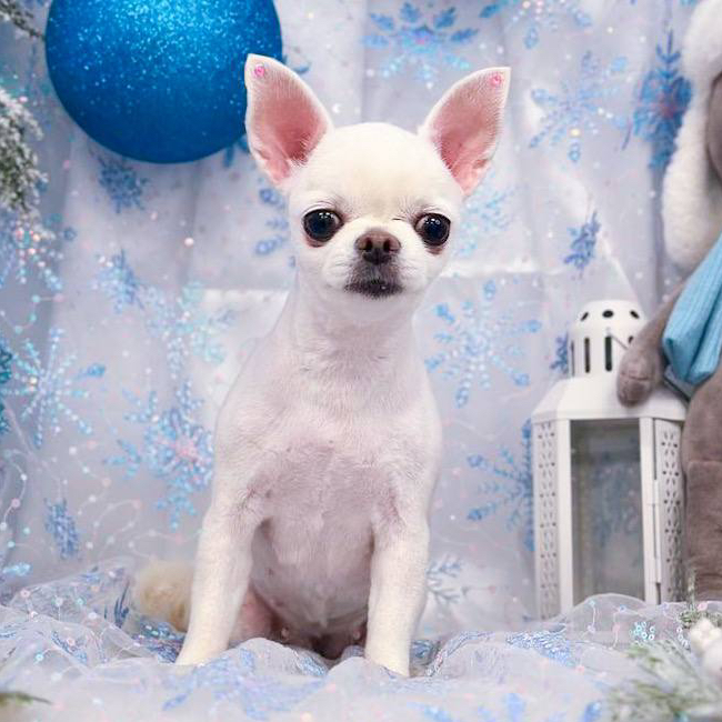 Чихуахуа *Стрижка и мытьё*