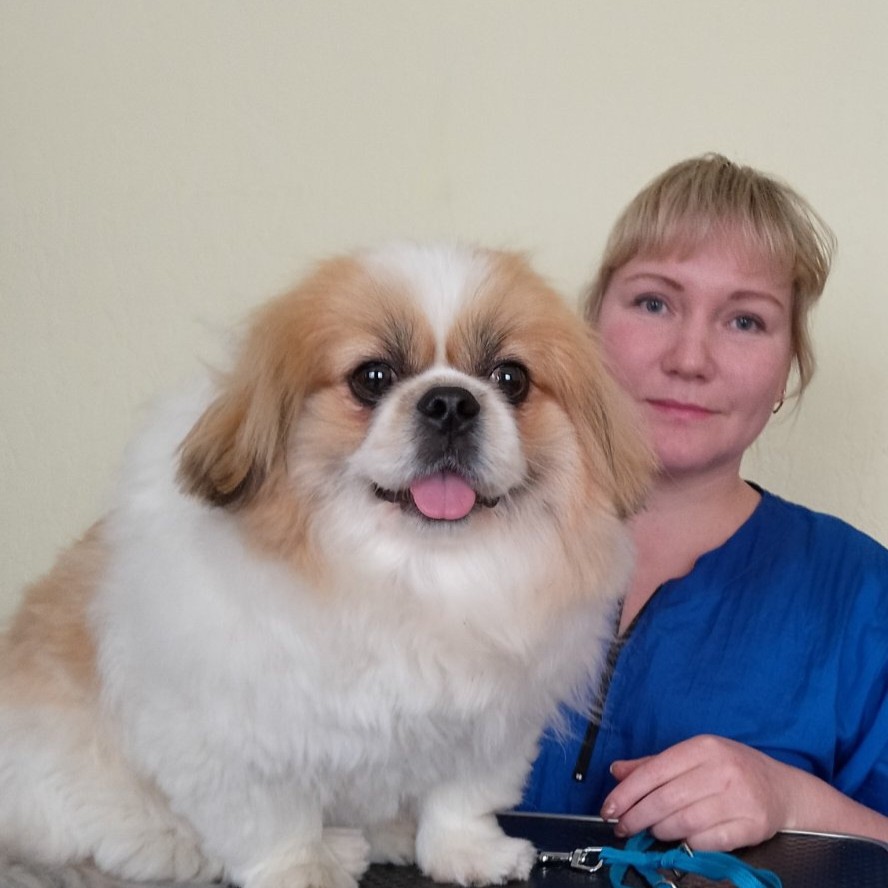 пекинес