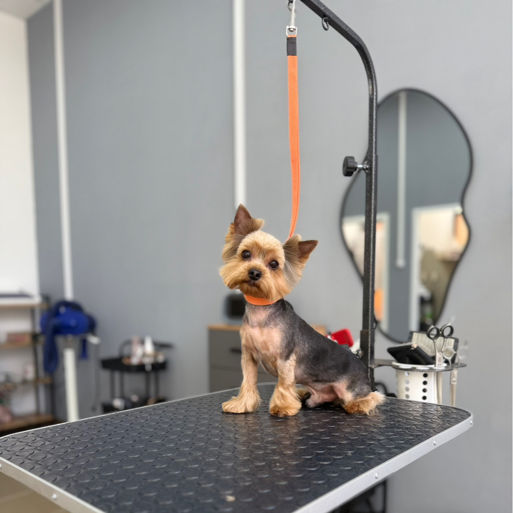 Комплексный уход для йоркширского терьера