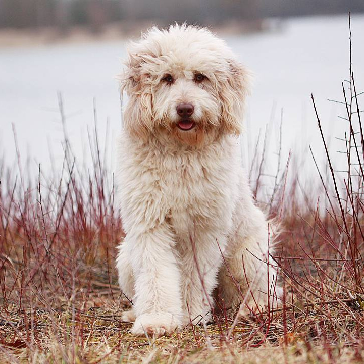 Ауссидудль Комплекс "Стандарт" до 45 см в холке (46-55 см + 500р, более 56 см + 1000р)