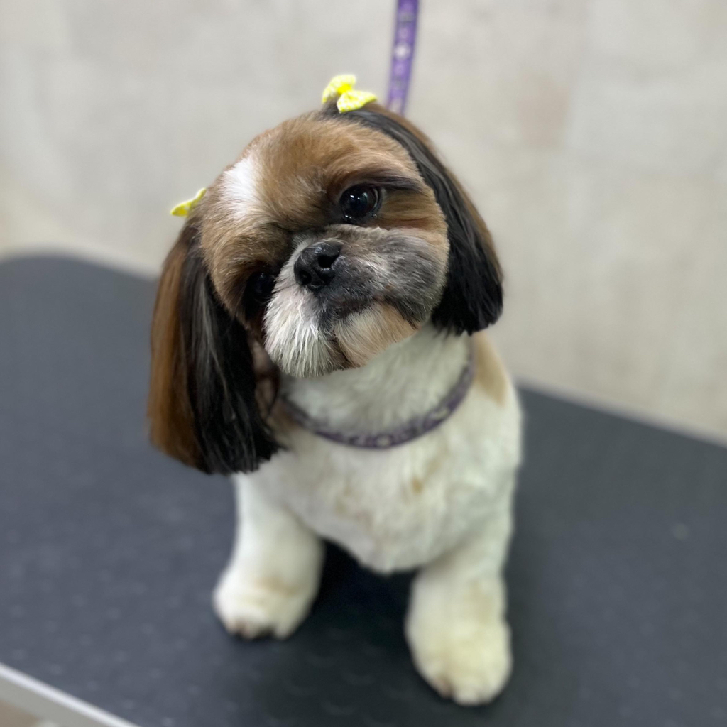 Ши-тцу комплекс Стрижка объемный вариант (колтуны не включены)