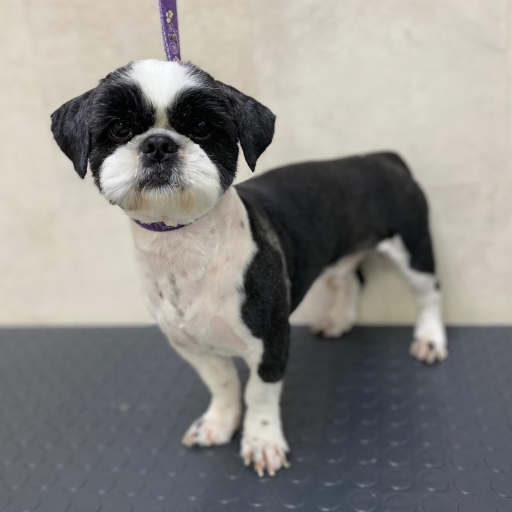 Ши-тцу комплекс Стрижка под машинку (колтуны не включены)