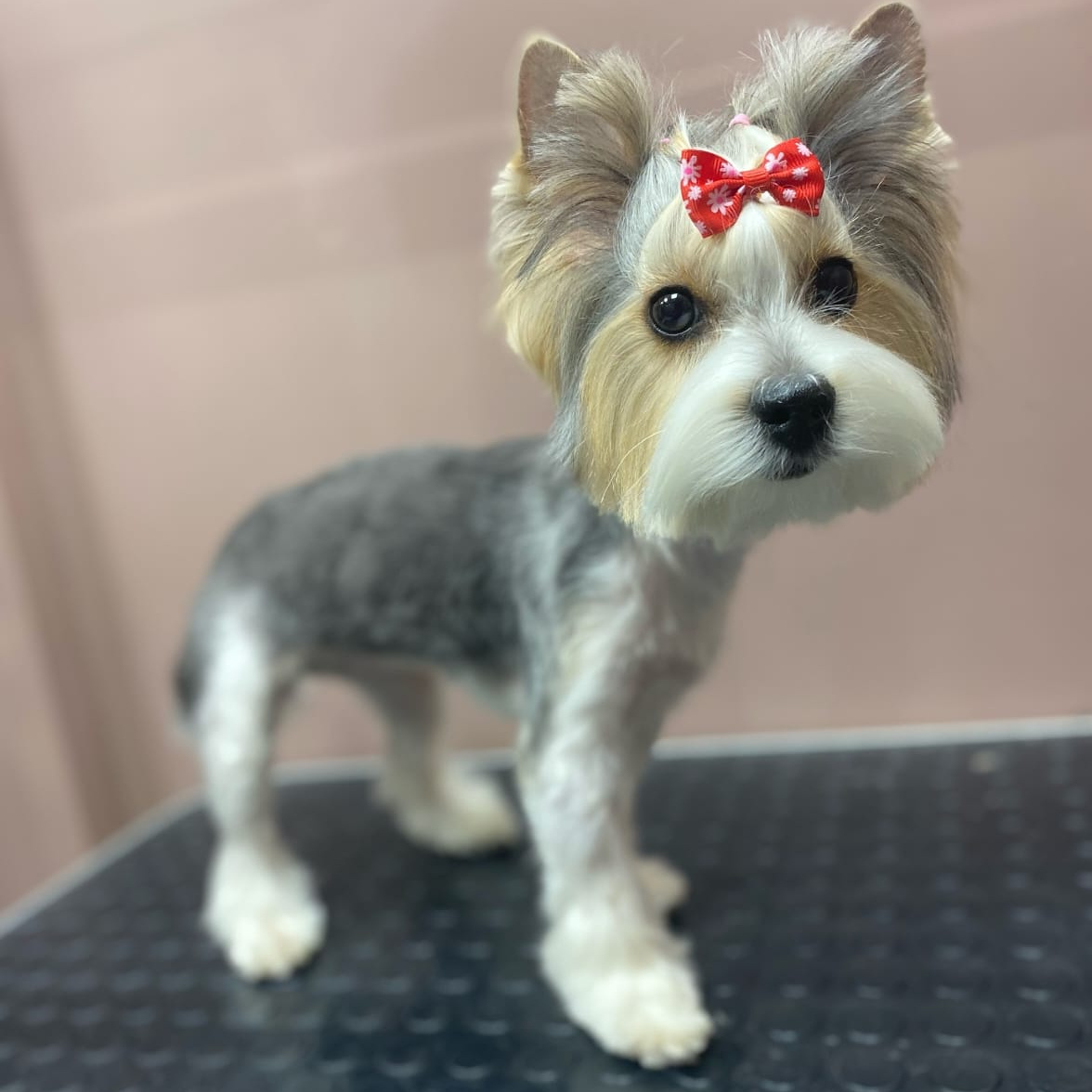 Абонемент для щенков от 3 до 6 мес. Йорк/Бивер