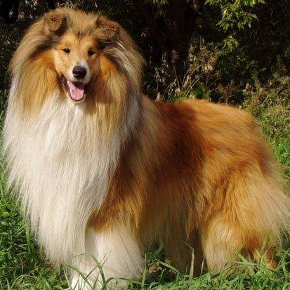 Шотландская овчарка (длинношерстная колли) Комплекс "Стандарт" без стрижки до 61 см в холке (более 61 см + 800р)