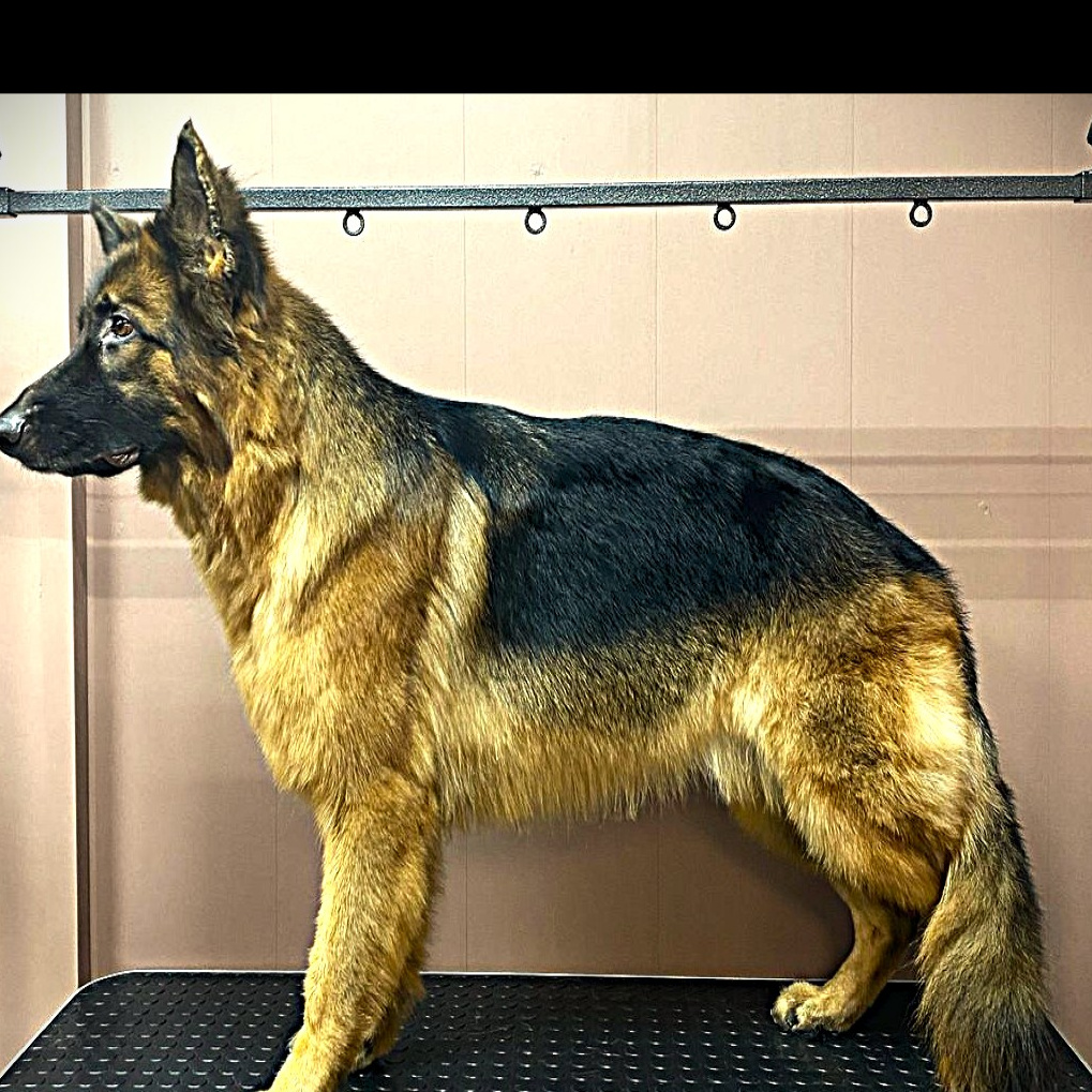 Комплекс с вычесыванием крупных пород (от 25 кг. и 60 см.) Прочие породы