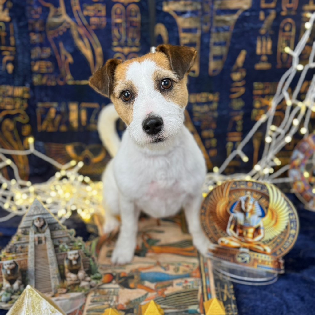 Jack Russell broken - kompleksowa usługa