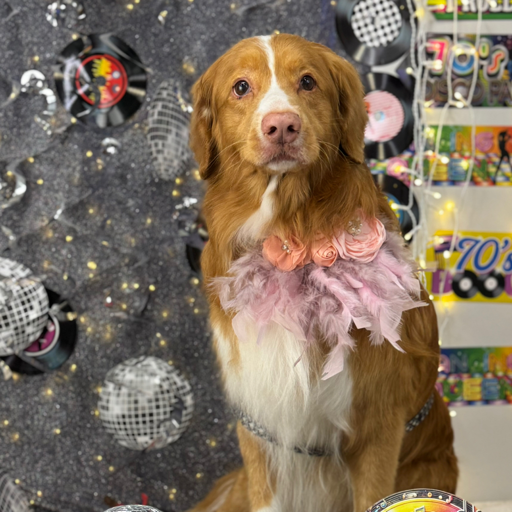 Retriever z Nowej Szkocji (Toller) - kompleksowa usługa