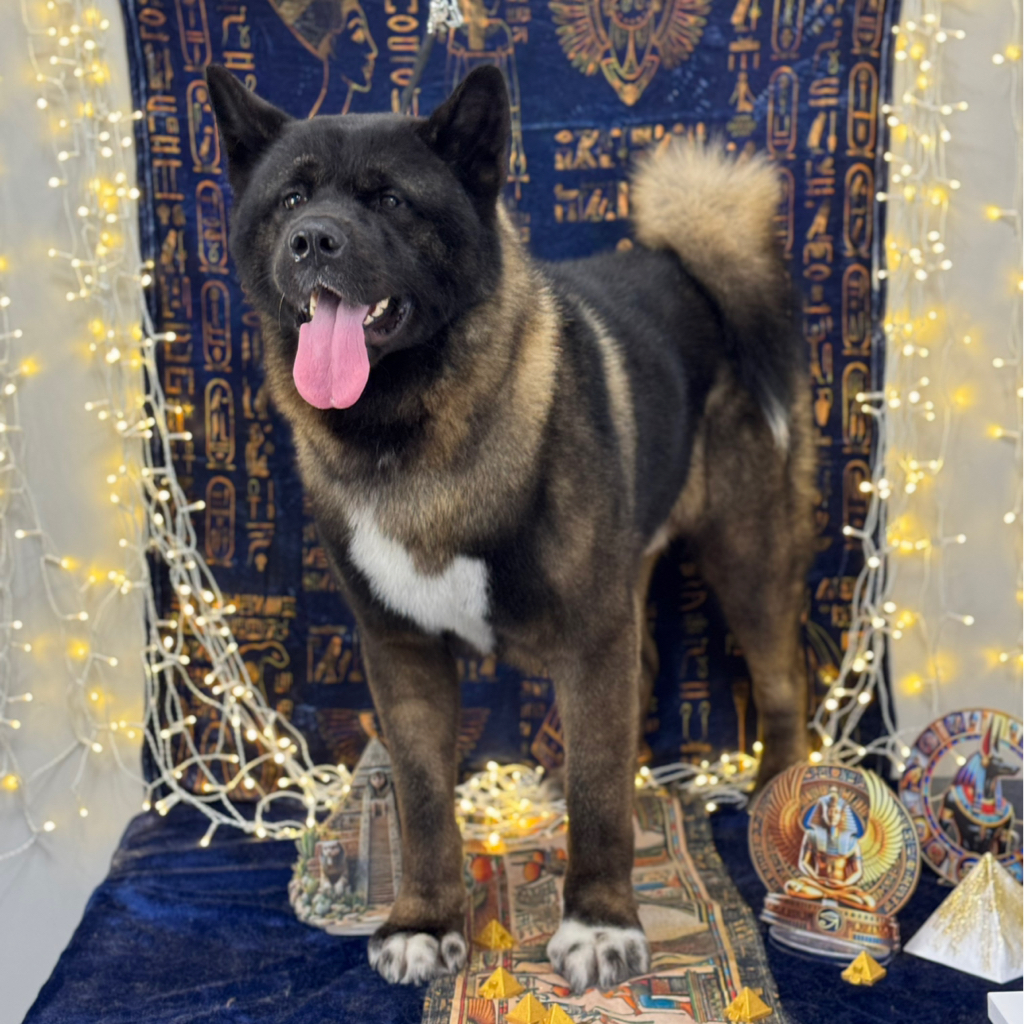 Akita amerykańska - kompleksowa usługa