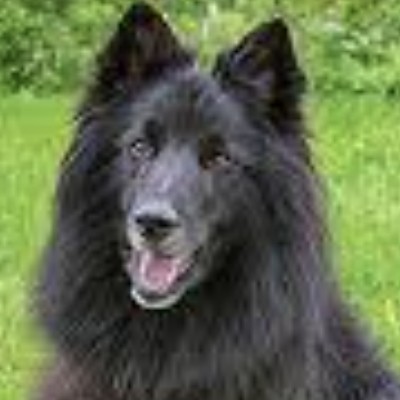 Мытьё и вычёсывание подшёрстка бельгийская овчарка.