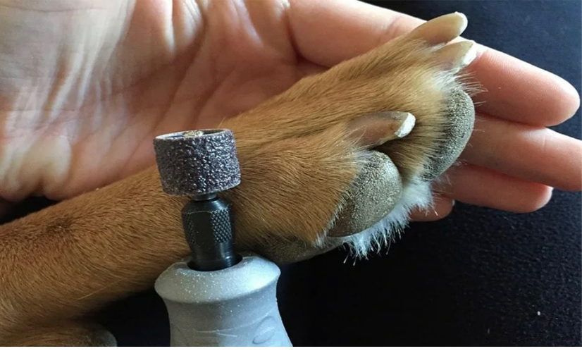Стрижка когтей ( Гриндер)