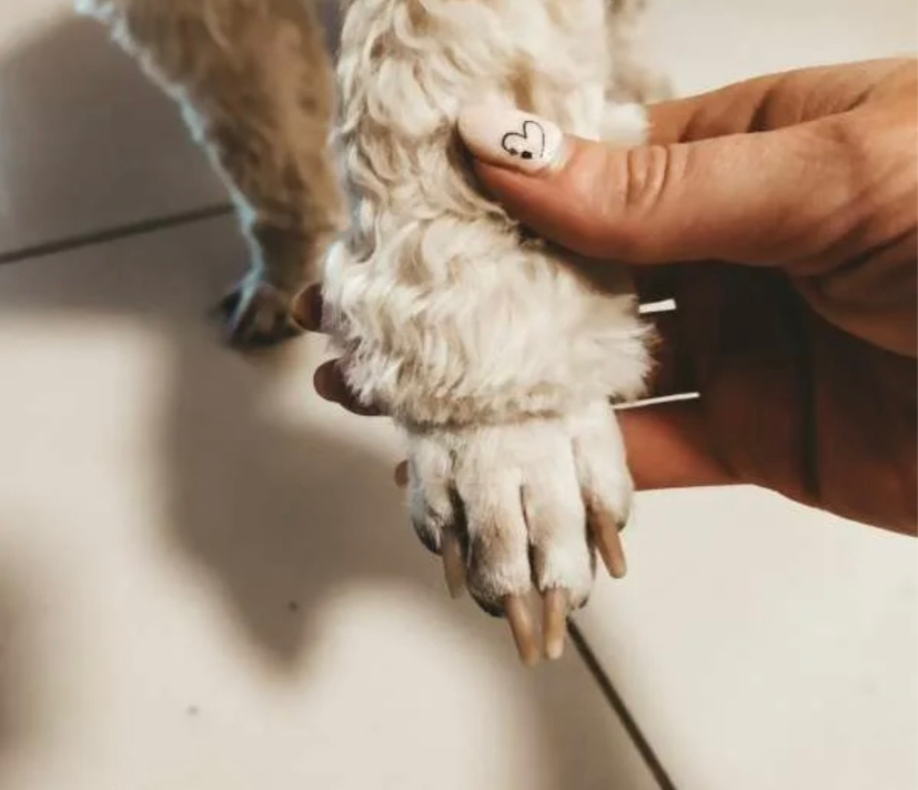 Выстригание шерсти между подушечками лап (пуделиные лапки)