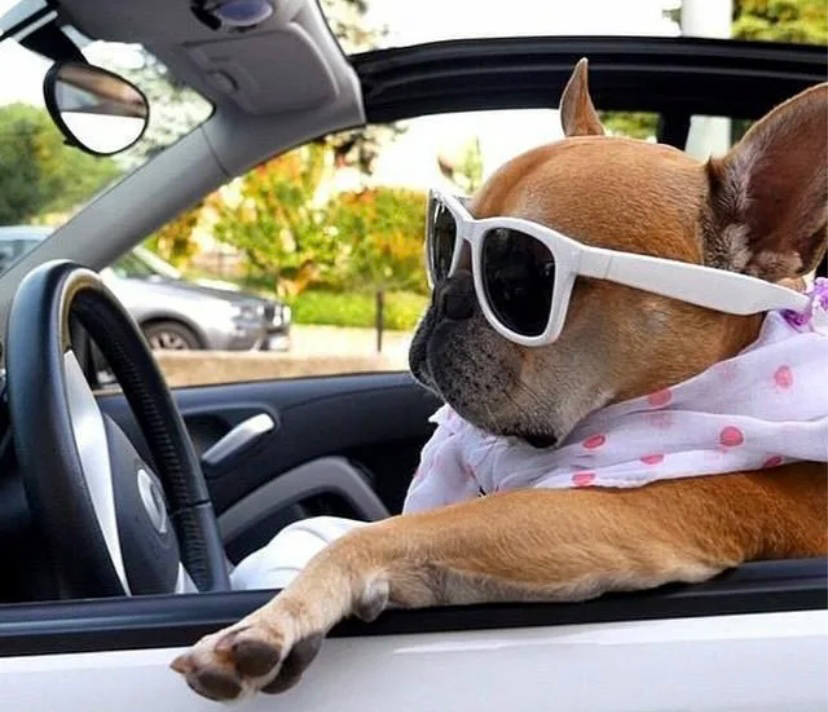 Выездная стрижка