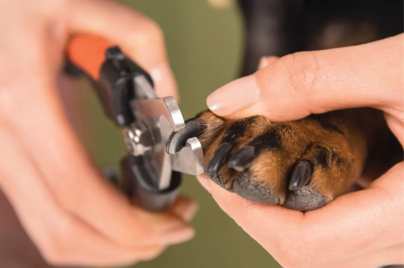 Стрижка когтей