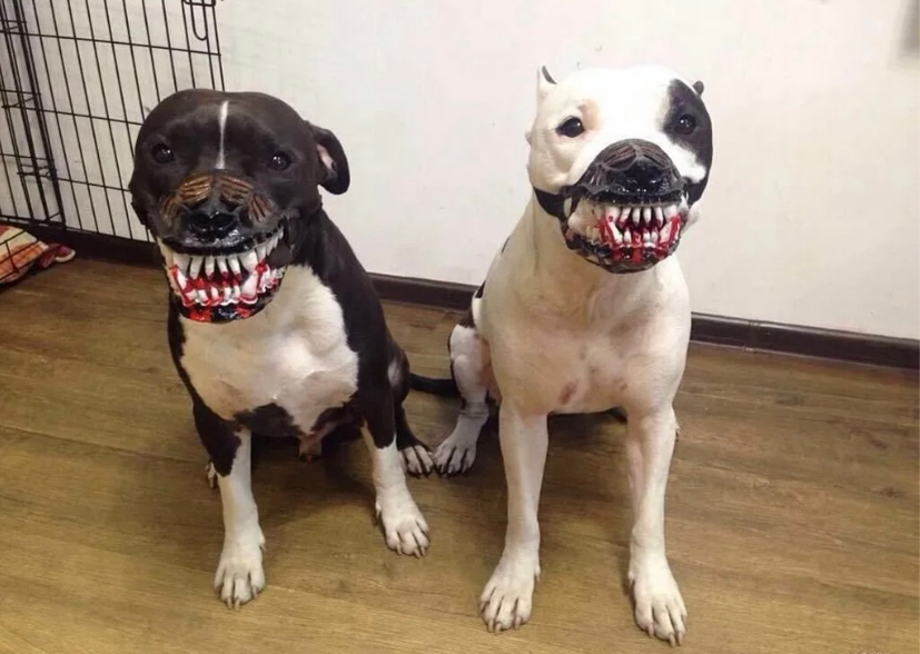 Проявление агрессии