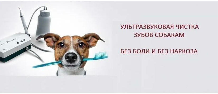 Ультразвуковая чистка зубов собак весом от 10 до 30 кг