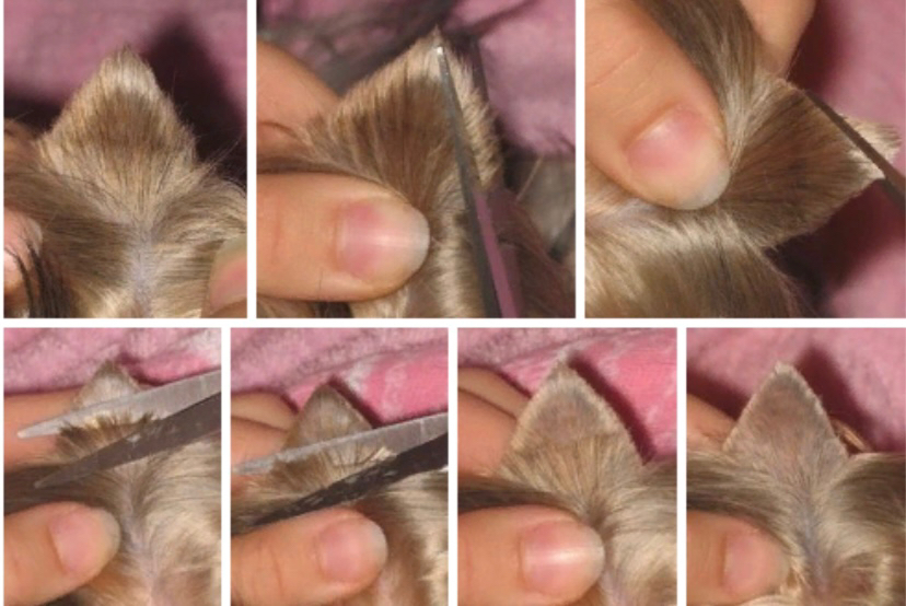 Стрижка ушей