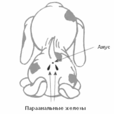 Чистка анальных  желез