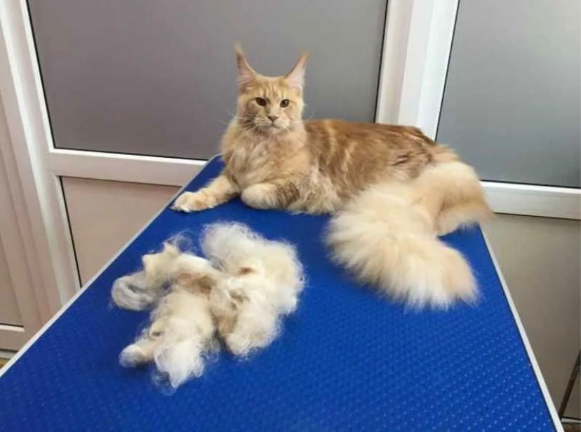 Вычесывание и мытье кошек крупных пород без присутствия хозяина (с экспресс-линькой)