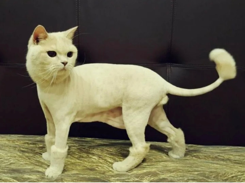 Стрижка кошки с присутствием хозяина