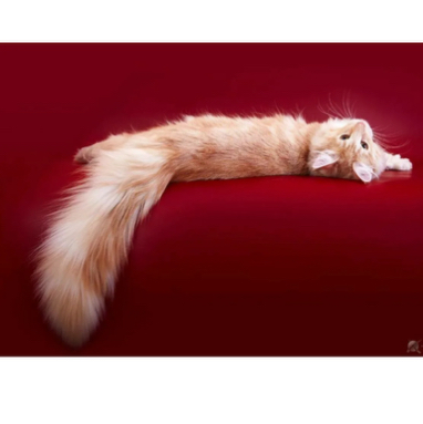 Чистка хвоста кошки (обезжиривание, мытье, сушка)