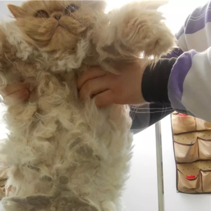 ВЫСТРИГАНИЕ/ВЫЧЕСЫВАНИЕ КОЛТУНОВ