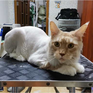 Стрижка и мытье кошек крупных пород с присутствием хозяина