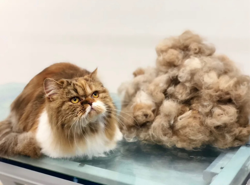 Вычесывание и мытье кошки  без присутствия хозяина (с экспресс-линькой)